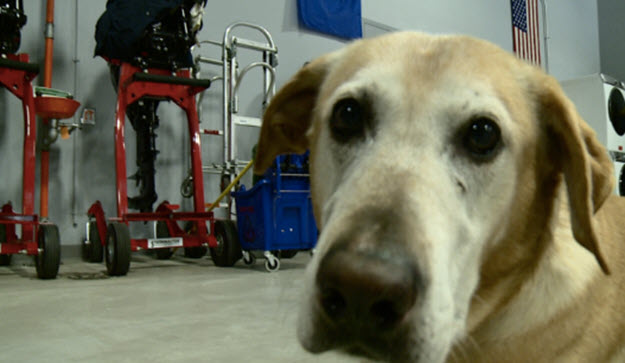 Search Dog Exposed to Meth, Officials Want New Training