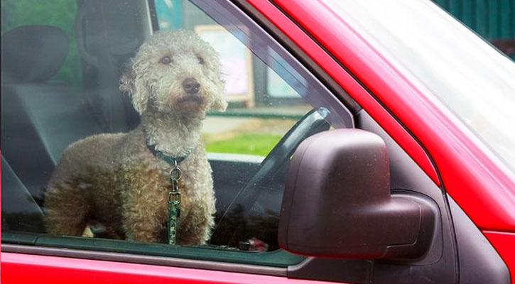 New Law Protects Firefighters and EMTs When Saving Pets from Locked Cars